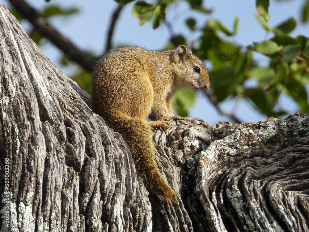 Cape ground squirrel isolated in a dry tree Cape ground squirrel isolated in a dry tree