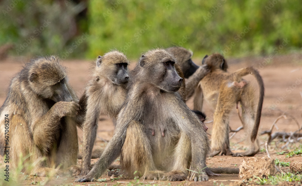 Members of a family troop of Chacma baboons socially interact while sitting in the sun Members of a family troop of Chacma baboons socially interact while sitting in the sun