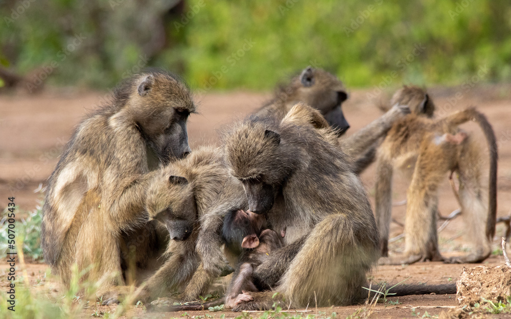 Members of a family troop of Chacma baboons socially interact while sitting in the sun Members of a family troop of Chacma baboons socially interact while sitting in the sun