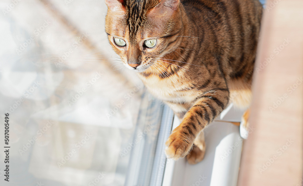 Animals. Bengal striped beautiful cat looks out the window. Soft focus. Close-up. copy space.