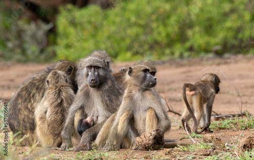 Members of a family troop of Chacma baboons socially interact while sitting in the sun © Richard