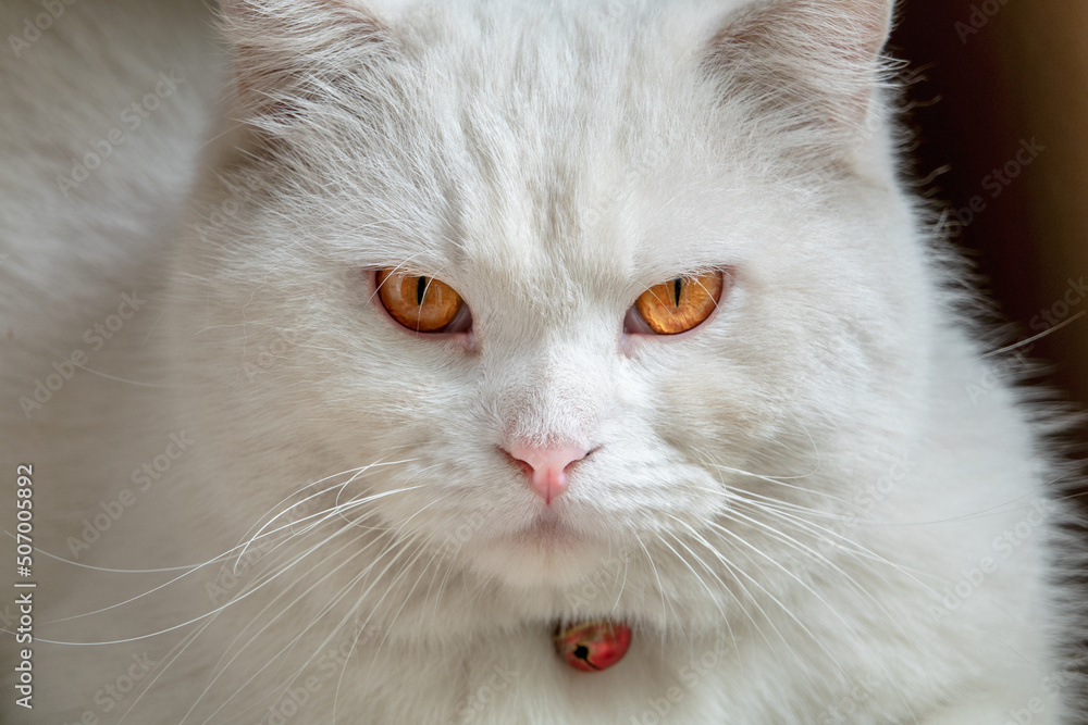 portrait of beautiful fashionable scottish fold cat portrait of beautiful fashionable scottish fold cat