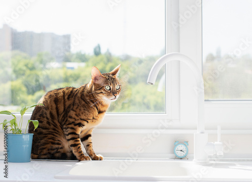 Fototapeta Naklejka Na Ścianę i Meble -  Animal. Home striped Bengal beautiful cat sits near the window and watches.