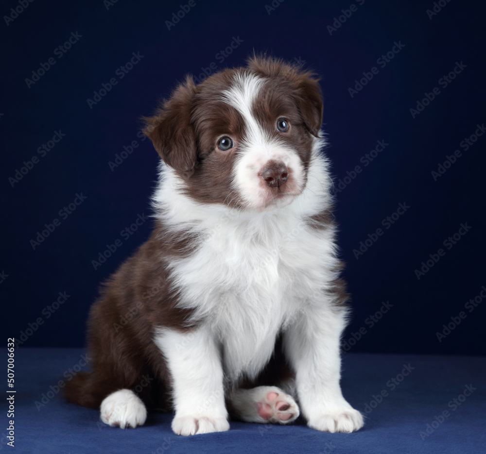Cute little border collie puppy sitting on a blue background