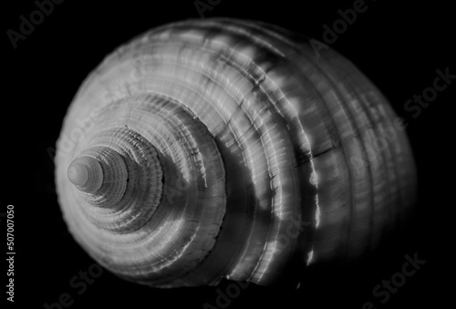Muscheln Makro Foto