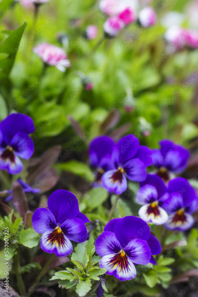 Pansy flowers, close up. Vertical photo of violet tricolor. Colorful garden pansy blossoms. Hybrid plant of Violaceae family. First spring flowers Pansy flowers, close up. Vertical photo of violet tricolor. Colorful garden pansy blossoms. Hybrid plant of Violaceae family. First spring flowers