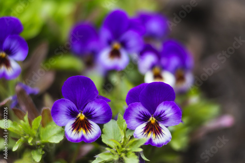 Amazing flowers of Violet tricolor.  Pansy flowers, close up. Colorful garden pansy blossoms. Hybrid plant of Violaceae family. First spring flowers