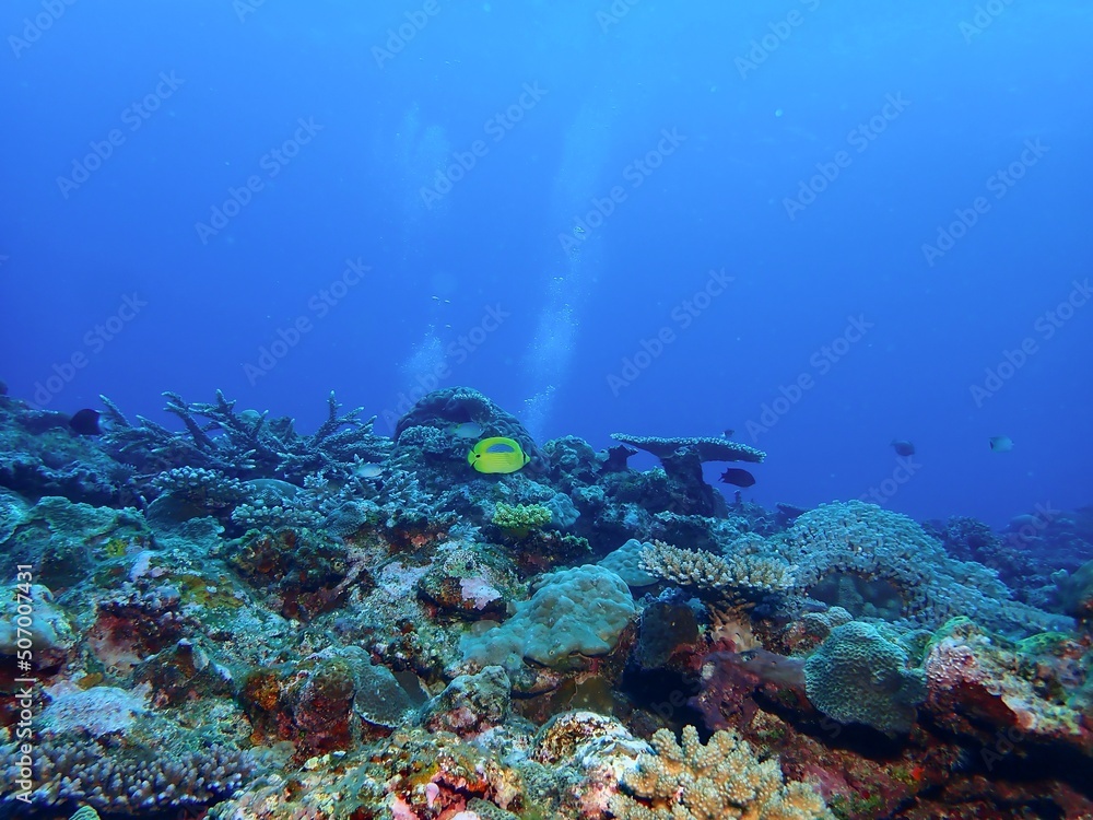 Fototapeta premium Underwater in Kume island, Okinawa