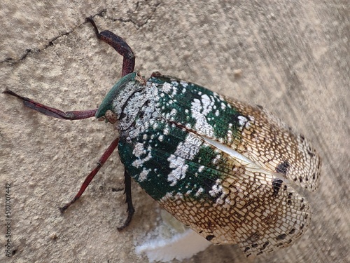 Squathoppers of  Family Eurybrachidae photo