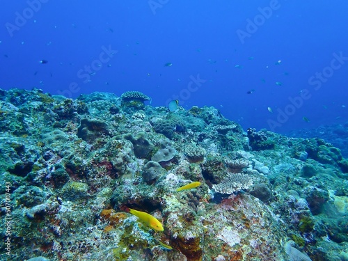 Fototapeta Naklejka Na Ścianę i Meble -  Underwater in Kume island, Okinawa