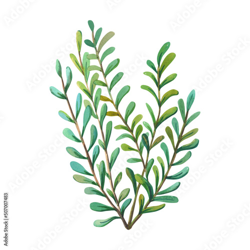 Watercolor bush. Green plant on white background. Watercolor floral