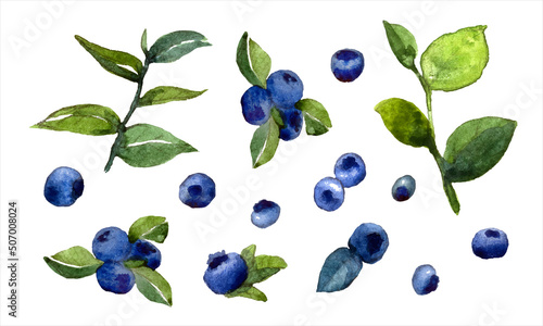 watercolor set with bluberries and green leaves