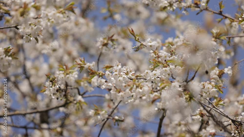 Close up of delicate white flowers blooming on cherry tree during spring time. Honey bees pollinating beautiful blossoms on branches with young green leaves. Close up of delicate white flowers blooming on cherry tree during spring time. Honey bees pollinating beautiful blossoms on branches with young green leaves.