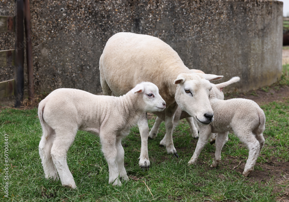 Cute funny sheep on green field. Farm animal Cute funny sheep on green field. Farm animal