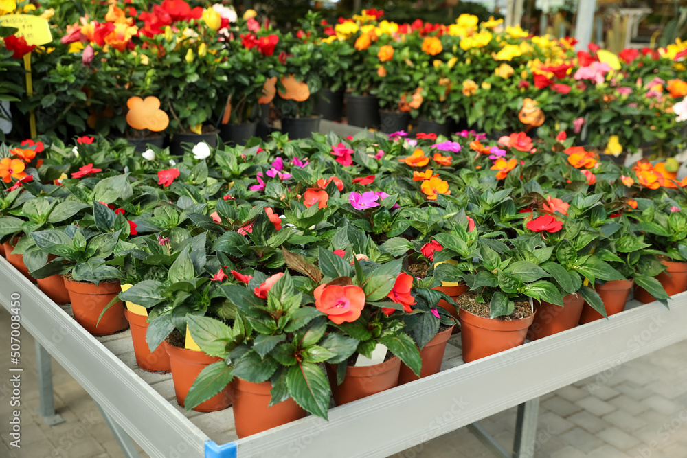 Beautiful blooming potted impatiens plants on table in garden center