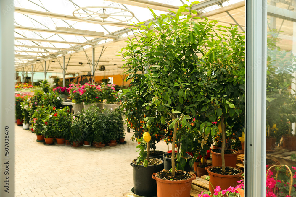 Garden center with many different potted plants