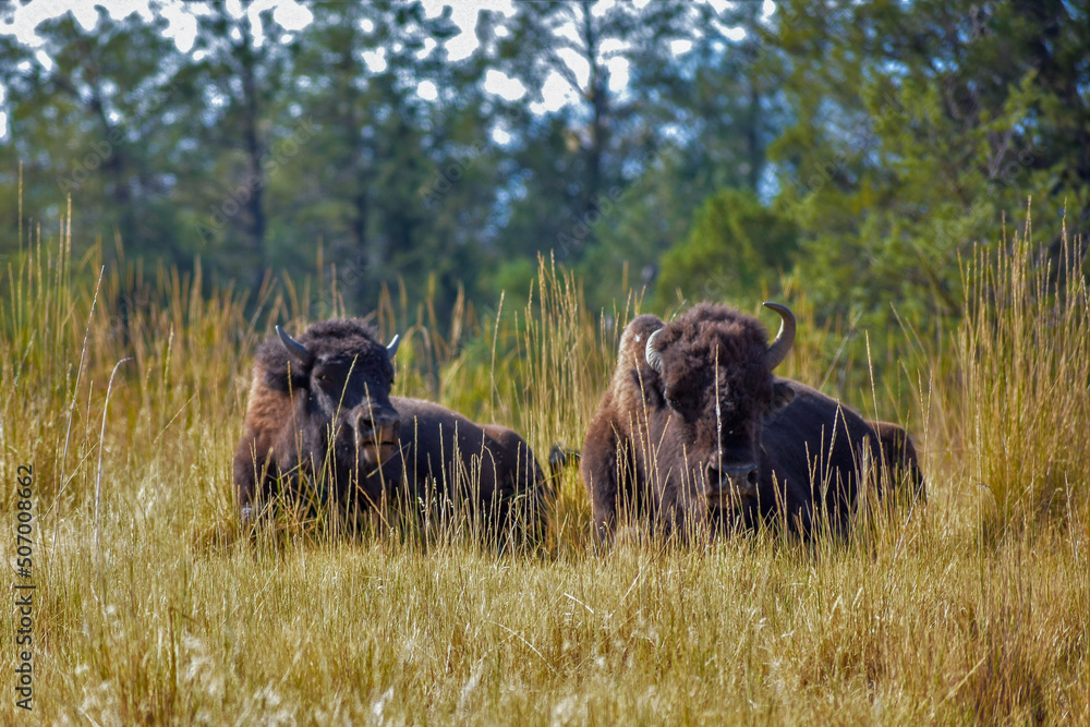 Bisons chilling out! Bisons chilling out!
