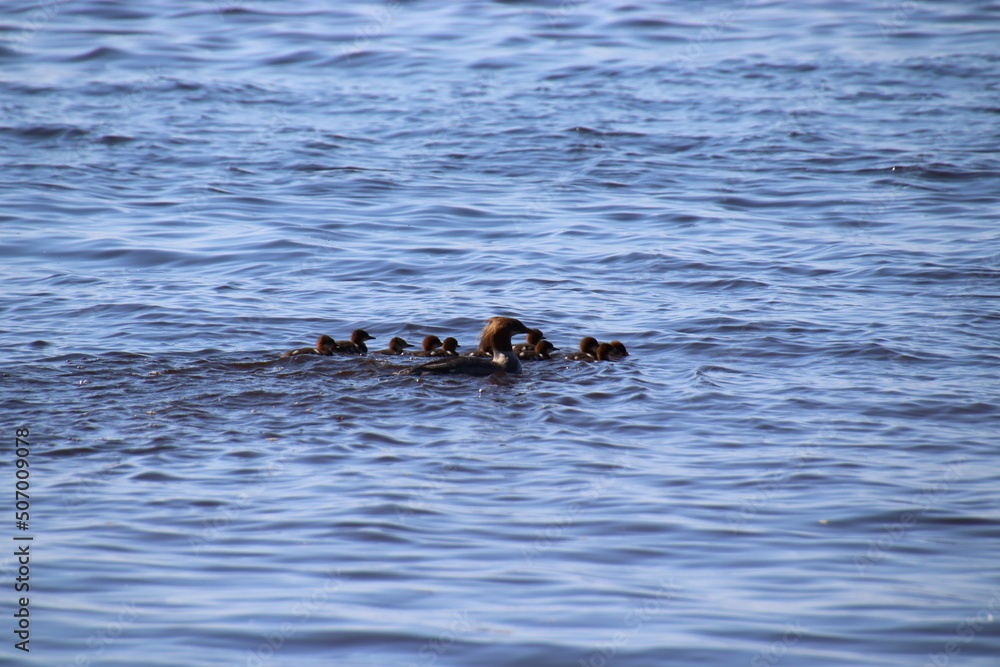 Fototapeta premium ducks on the beach