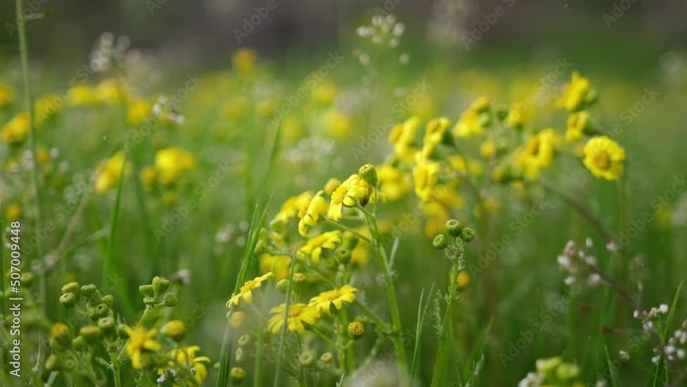 rain falls on yellow rapeseed field flowers at spring day rain falls on yellow rapeseed field flowers at spring day