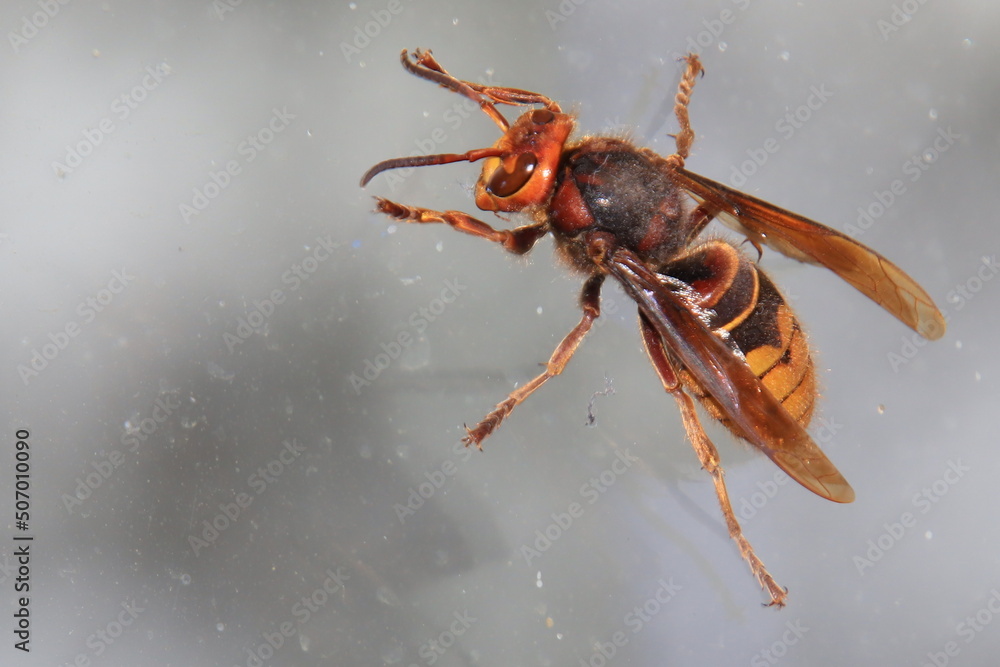 Fototapeta premium cockroach on the wall