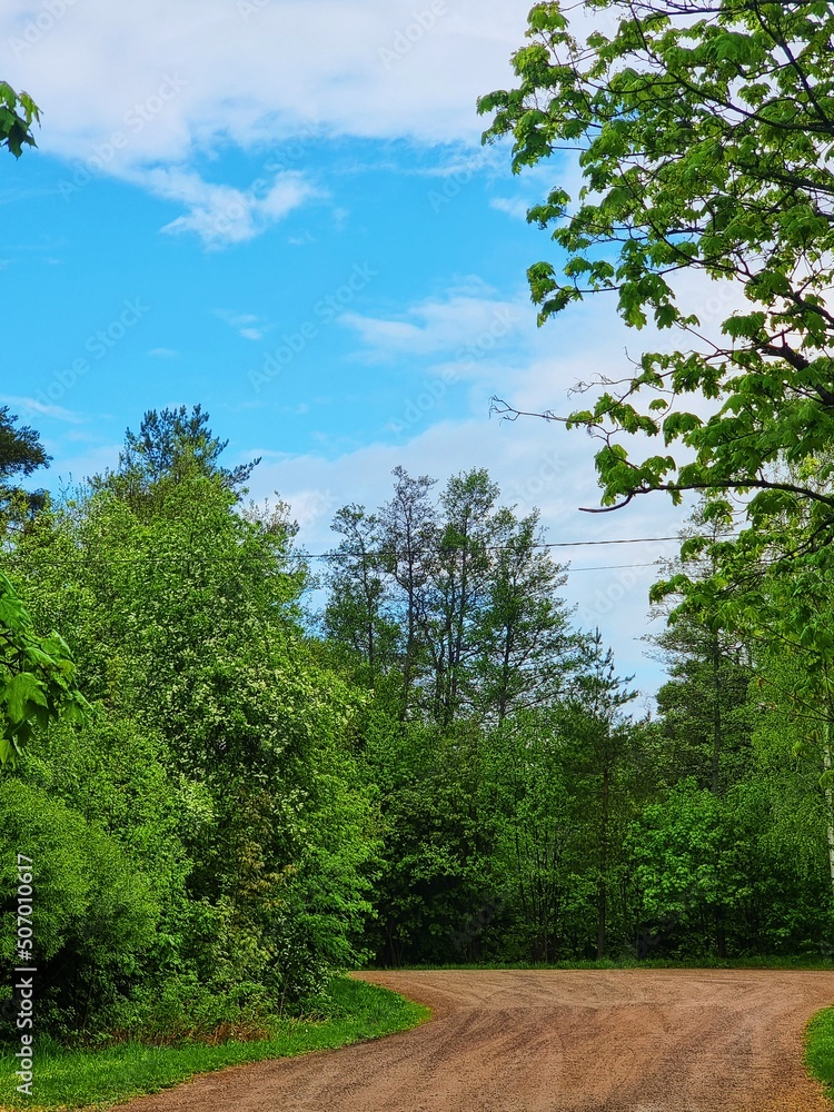 Fototapeta premium trees in the forest