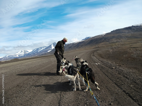 Musher with a pack of husky sled dogs during summer training on Svalbard island near the north pole. © henjon