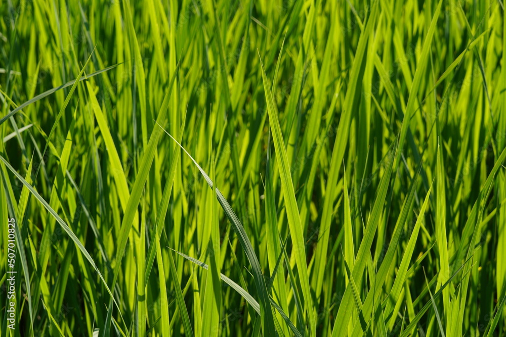 Obraz premium グラス