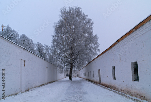 The lonely chilling birch in the courtyard of the old monastery prison.