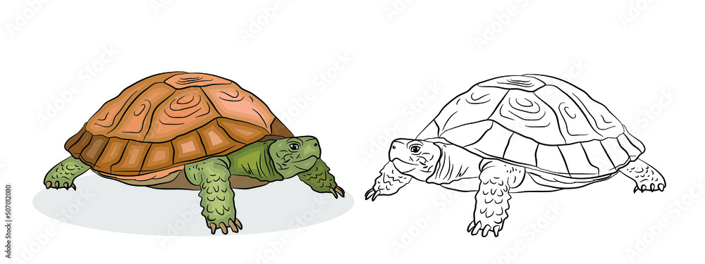 In the animal world. Image of a turtle. Black-and-white and color drawing, coloring. Vector image. Stock Vector | Adobe Stock In the animal world. Image of a turtle. Black-and-white and color drawing, coloring. Vector image. Stock Vector | Adobe Stock