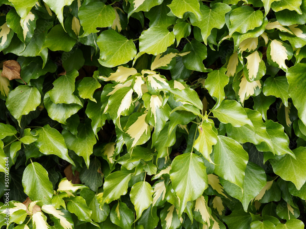 Hedera colchica 'Sulphur heart' - Lierre-sulphur-heart - Lierre de colchide - Lierre du Caucase, arbuste grimpant aux grandes feuilles vertes panachées de jaune Hedera colchica 'Sulphur heart' - Lierre-sulphur-heart - Lierre de colchide - Lierre du Caucase, arbuste grimpant aux grandes feuilles vertes panachées de jaune