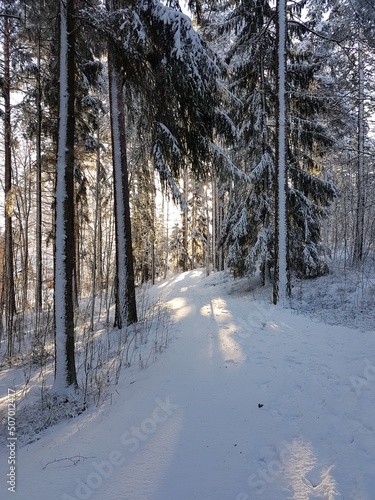 Snow-covered walkway in a forest with sunlight reflecting from snow. 