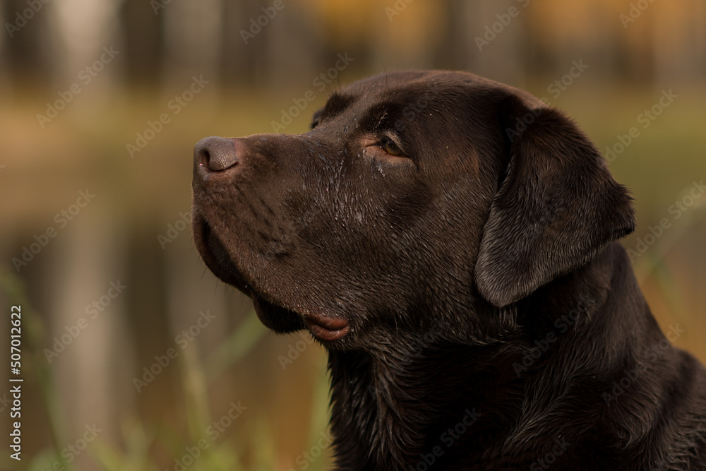 close-up portrait of a chocolate labrador, a happy dog, a dog on a walk in the autumn forest full of leaves. close-up portrait of a chocolate labrador, a happy dog, a dog on a walk in the autumn forest full of leaves.