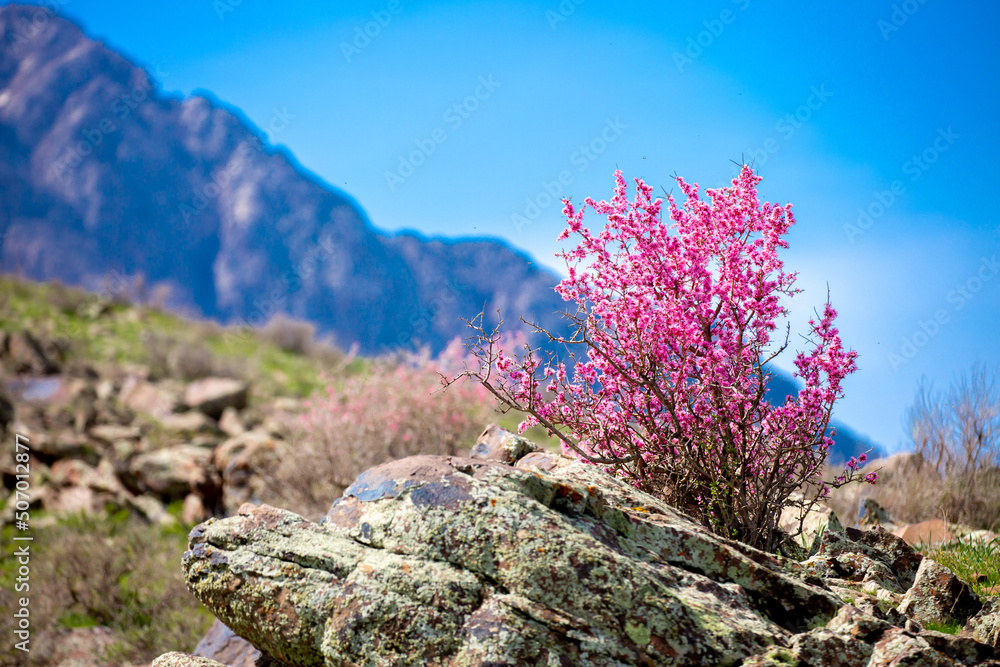 Beautiful spring flowers in mountain nature. Unusual flowering bushes. Flowering bushes and trees against the backdrop of green meadows. Beautiful spring flowers in mountain nature. Unusual flowering bushes. Flowering bushes and trees against the backdrop of green meadows.