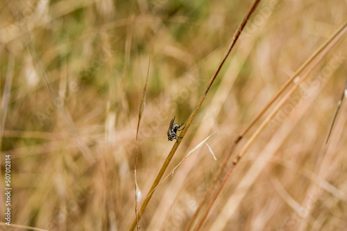 dragonfly on a green grass © Stefan Zimmer 