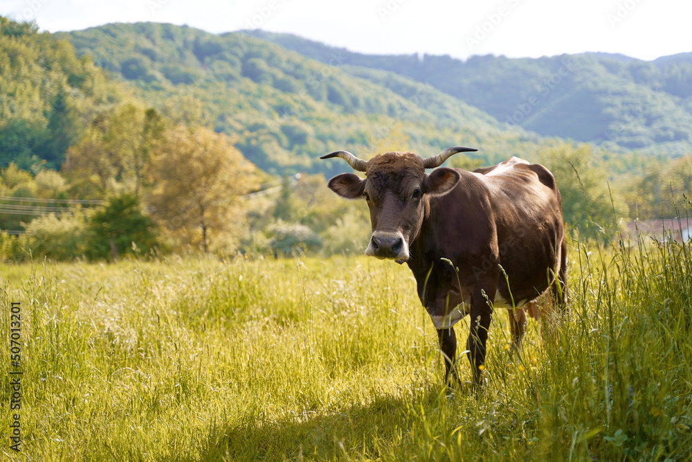 Cute brown cow on a pasture at organic farm in the mountains