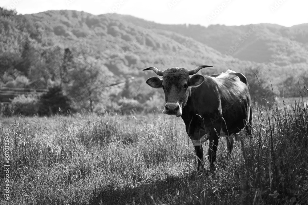 Cute cow on a pasture at organic farm in the mountains in black and white