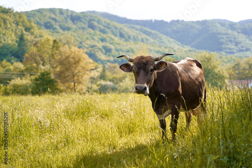 Obraz na płótnie Cute brown cow on a pasture at organic farm in the mountains w salonie