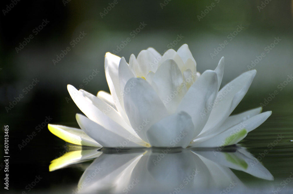 Blossoming waterlily in pond Blossoming waterlily in pond