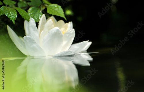 Blossoming waterlily in pond