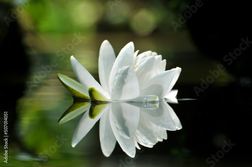 Blossoming waterlily in pond