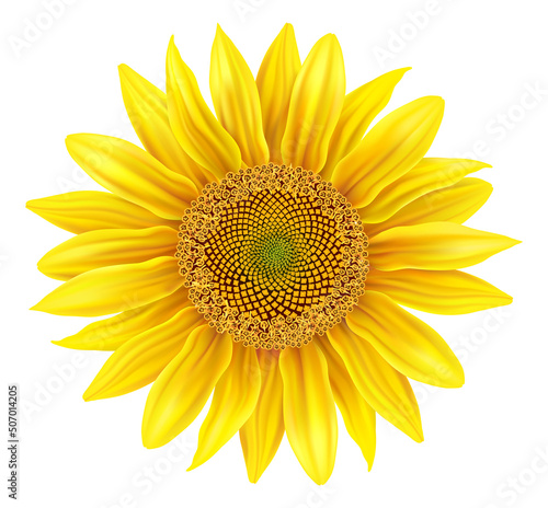 Beautiful realistic sunflower isolated on white background