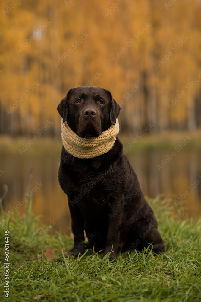 portrait of a beautiful chocolate purebred labrador retriever in the forest in autumn, walking in the autumn forest, animal care concept portrait of a beautiful chocolate purebred labrador retriever in the forest in autumn, walking in the autumn forest, animal care concept