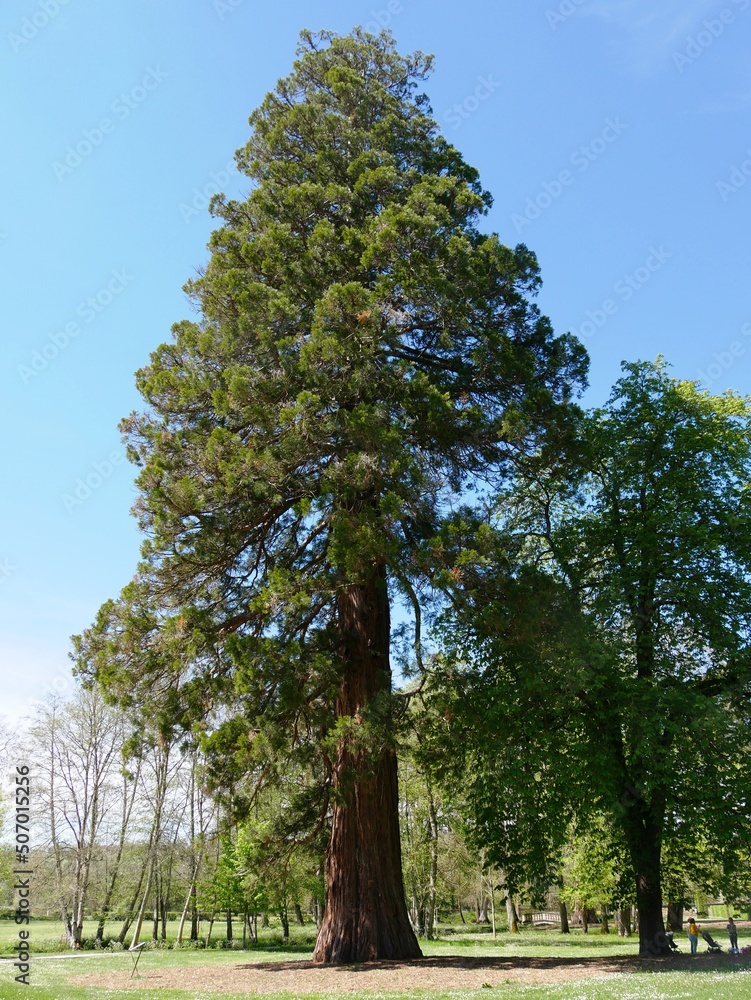 sequoia-giganteum-de-190-ans-et-44-m-tres-de-haut-dans-le-parc-du