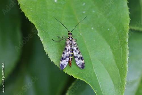 Skorpionsfliege - Panorpa communis photo