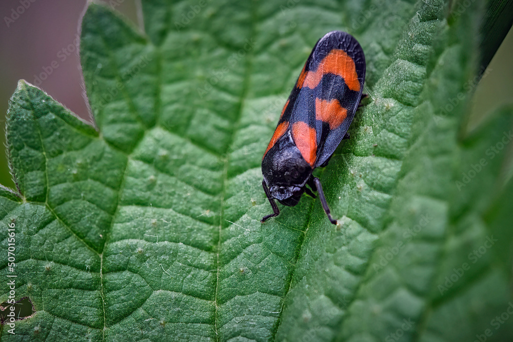 Blutzikade ( Cercopidae ). Blutzikade ( Cercopidae ).