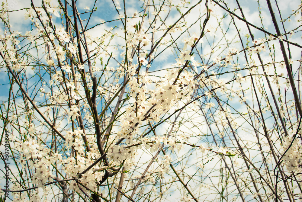 Obraz premium Beautiful white flowers of cherry tree.