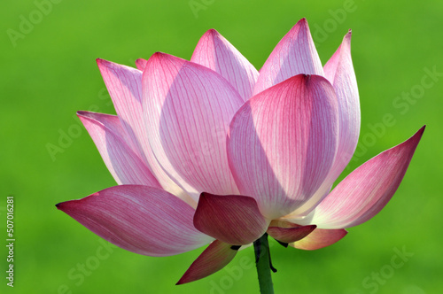 Blossoming lotus flowers in sunlight