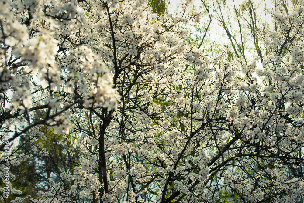 Beautiful white flowers of cherry tree. Beautiful white flowers of cherry tree.