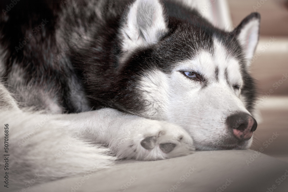 Husky dog sleeps curled up on the couch, close-up.
