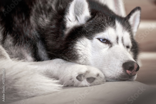 Husky dog sleeps curled up on the couch  close-up.